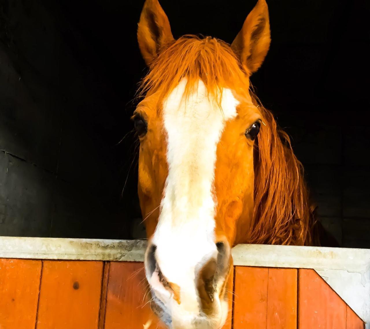 Agriturismo B&B Chevres A Cheval Аоста Экстерьер фото